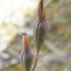 Fire and Orchids ACT Citizen Science Project at Point 60 - 10 Nov 2016