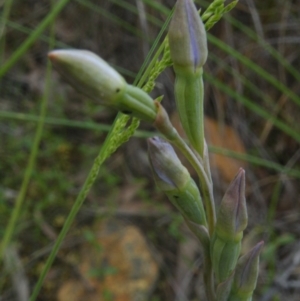 Fire and Orchids ACT Citizen Science Project at Point 60 - 10 Nov 2016