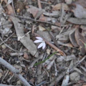 Fire and Orchids ACT Citizen Science Project at Point 4010 - 25 Sep 2016