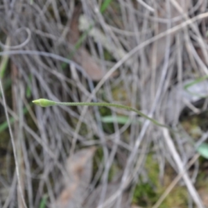 Fire and Orchids ACT Citizen Science Project at Point 4010 - 25 Sep 2016