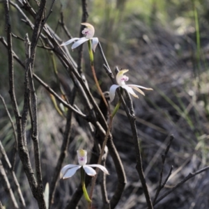 Fire and Orchids ACT Citizen Science Project at Point 5813 - 3 Nov 2016