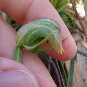 Fire and Orchids ACT Citizen Science Project at Point 5595 - 13 Oct 2016