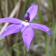 Fire and Orchids ACT Citizen Science Project at Point 5831 - 10 Oct 2016