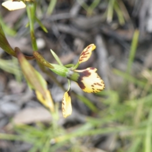 Fire and Orchids ACT Citizen Science Project at Point 114 - 7 Oct 2016