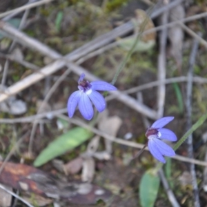 Fire and Orchids ACT Citizen Science Project at Point 4010 - 25 Sep 2016