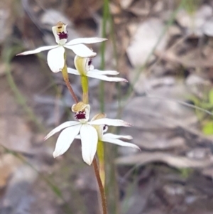 Fire and Orchids ACT Citizen Science Project at Point 4598 - 3 Nov 2016