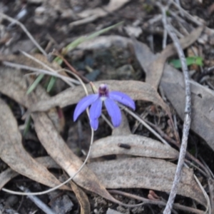 Fire and Orchids ACT Citizen Science Project at Point 4010 - 25 Sep 2016