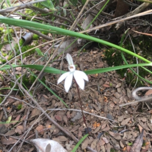 Fire and Orchids ACT Citizen Science Project at Point 26 - 7 Oct 2016