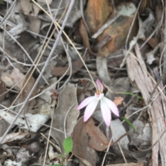 Fire and Orchids ACT Citizen Science Project at Point 26 - 7 Oct 2016