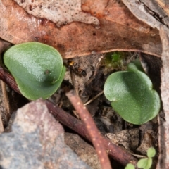 Fire and Orchids ACT Citizen Science Project at Point 4081 - 30 Jun 2017