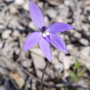 Fire and Orchids ACT Citizen Science Project at Point 5813 - 2 Oct 2016