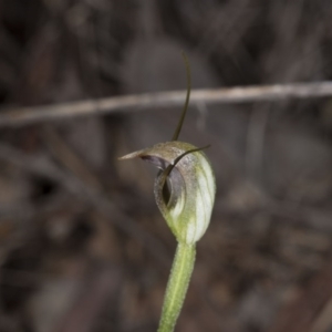 Fire and Orchids ACT Citizen Science Project at Point 4081 - 2 Oct 2016