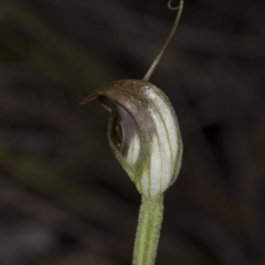 Fire and Orchids ACT Citizen Science Project at Point 4081 - 2 Oct 2016