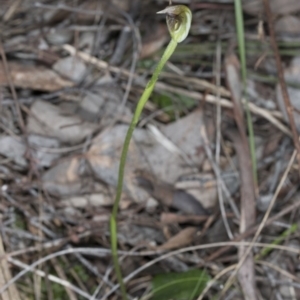 Fire and Orchids ACT Citizen Science Project at Point 4081 - 2 Oct 2016