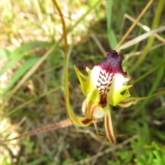 Fire and Orchids ACT Citizen Science Project at Point 5204 - 27 Oct 2021