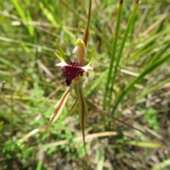 Fire and Orchids ACT Citizen Science Project at Point 5204 - 27 Oct 2021