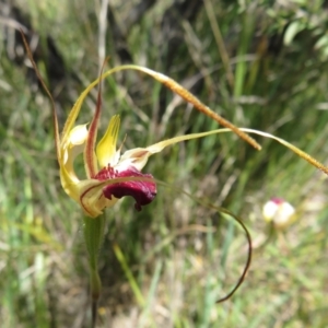 Fire and Orchids ACT Citizen Science Project at Point 5204 - 27 Oct 2021