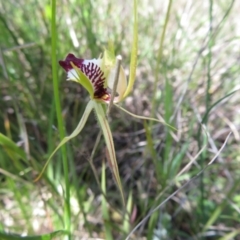 Fire and Orchids ACT Citizen Science Project at Point 5204 - 27 Oct 2021