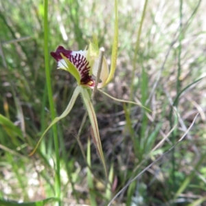 Fire and Orchids ACT Citizen Science Project at Point 5204 - 27 Oct 2021