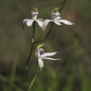 Fire and Orchids ACT Citizen Science Project at Point 4376 - 19 Oct 2015