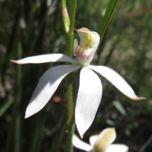 Fire and Orchids ACT Citizen Science Project at Point 5204 - 27 Oct 2021