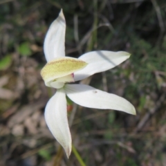 Fire and Orchids ACT Citizen Science Project at Point 5204 - 27 Oct 2021