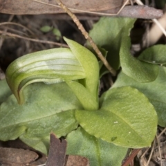 Fire and Orchids ACT Citizen Science Project at Point 5204 - 27 Jul 2017