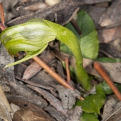 Fire and Orchids ACT Citizen Science Project at Point 5204 - 17 Aug 2019