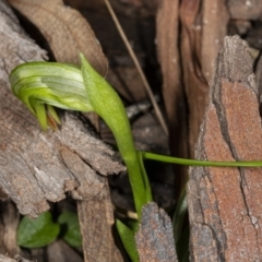 Fire and Orchids ACT Citizen Science Project at Point 5204 - 17 Aug 2019