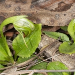 Fire and Orchids ACT Citizen Science Project at Point 5204 - 17 Aug 2019