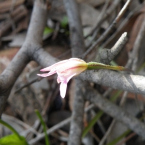 Fire and Orchids ACT Citizen Science Project at Point 114 - 7 Oct 2016