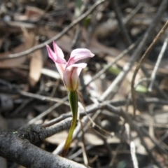 Fire and Orchids ACT Citizen Science Project at Point 114 - 7 Oct 2016