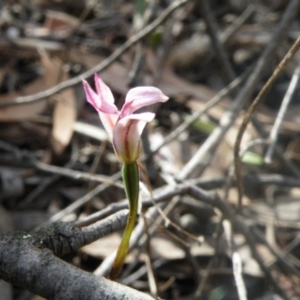 Fire and Orchids ACT Citizen Science Project at Point 114 - 7 Oct 2016