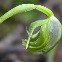 Fire and Orchids ACT Citizen Science Project at Point 5821 - 17 Sep 2021