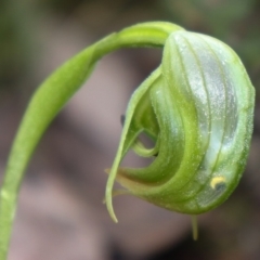 Fire and Orchids ACT Citizen Science Project at Point 5821 - 17 Sep 2021