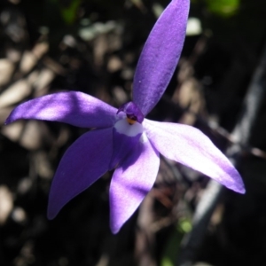 Fire and Orchids ACT Citizen Science Project at Point 5515 - 14 Oct 2016