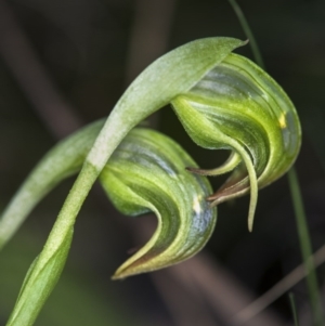 Fire and Orchids ACT Citizen Science Project at Point 29 - 22 Sep 2017