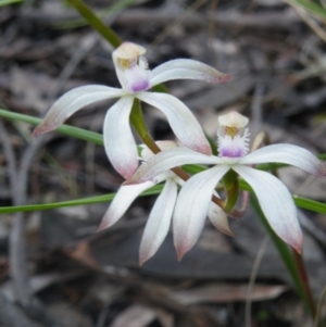 Fire and Orchids ACT Citizen Science Project at Point 114 - 7 Oct 2016