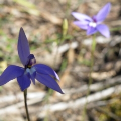 Fire and Orchids ACT Citizen Science Project at Point 5816 - 27 Sep 2016