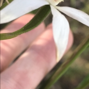 Fire and Orchids ACT Citizen Science Project at Point 60 - 26 Oct 2021