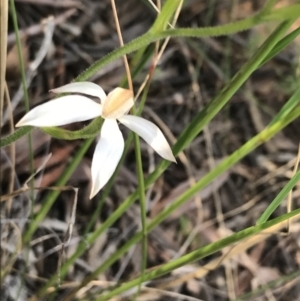 Fire and Orchids ACT Citizen Science Project at Point 60 - 26 Oct 2021