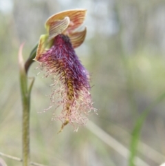 Fire and Orchids ACT Citizen Science Project at Point 5816 - 8 Nov 2016