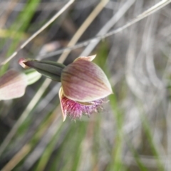 Fire and Orchids ACT Citizen Science Project at Point 5816 - 8 Nov 2016