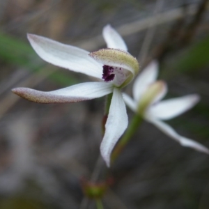 Fire and Orchids ACT Citizen Science Project at Point 57 - 8 Nov 2016