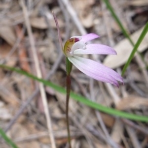 Fire and Orchids ACT Citizen Science Project at Point 103 - 8 Oct 2016