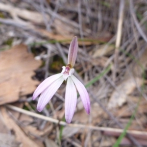 Fire and Orchids ACT Citizen Science Project at Point 103 - 8 Oct 2016