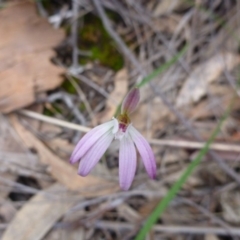 Fire and Orchids ACT Citizen Science Project at Point 103 - 8 Oct 2016