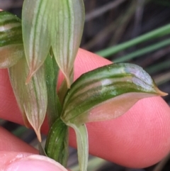 Fire and Orchids ACT Citizen Science Project at Point 4712 - 28 Aug 2021