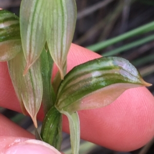 Fire and Orchids ACT Citizen Science Project at Point 4712 - 28 Aug 2021