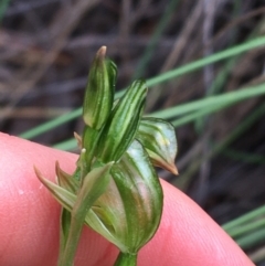 Fire and Orchids ACT Citizen Science Project at Point 4712 - 28 Aug 2021